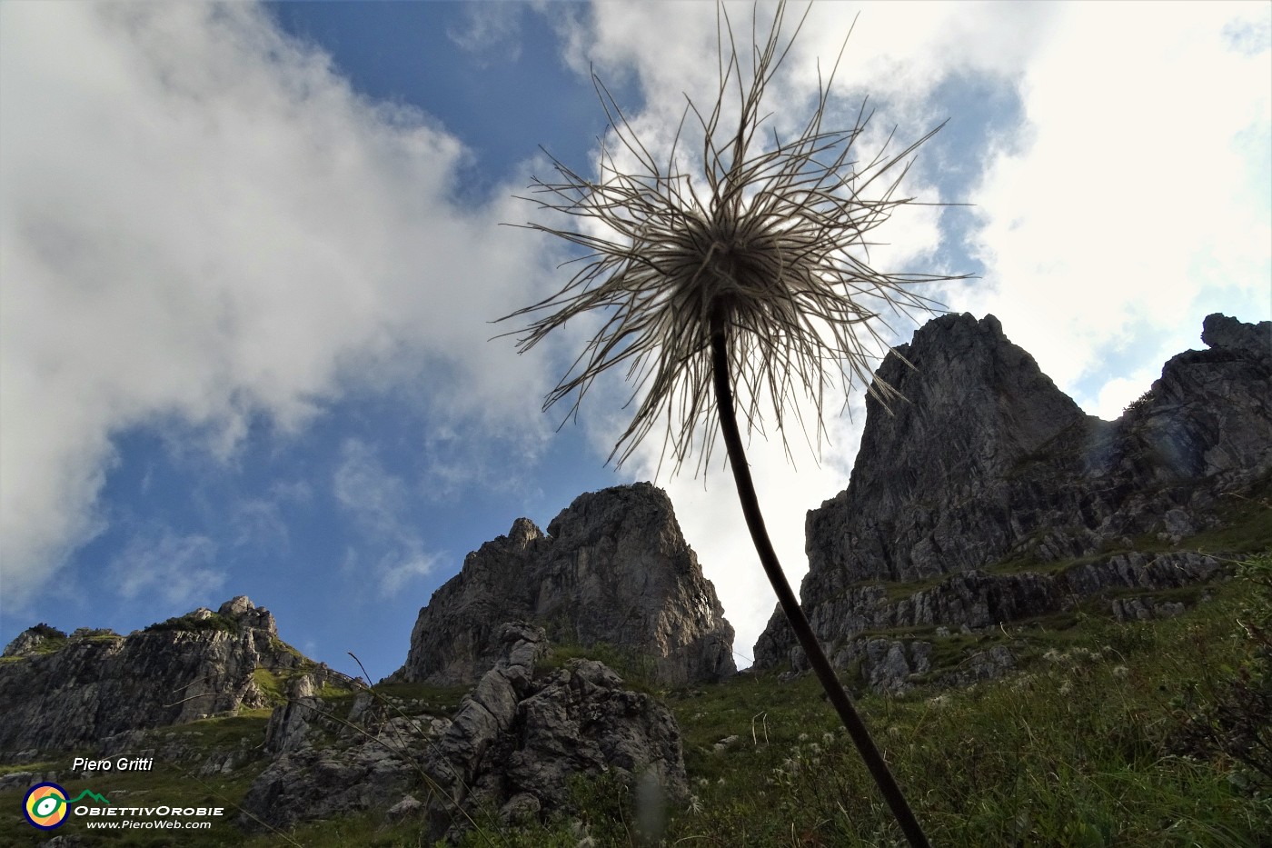 33 E godiamo ancora della vista della pulsatilla alpina in fruttescenza .JPG